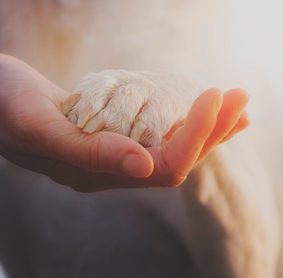 Imagen de mano humana y pata de perro saludándose